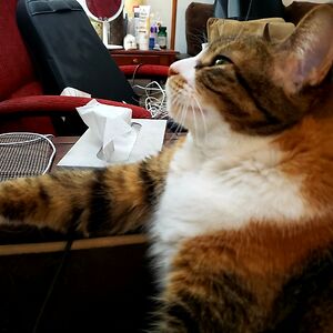 vincent_daniel avatar