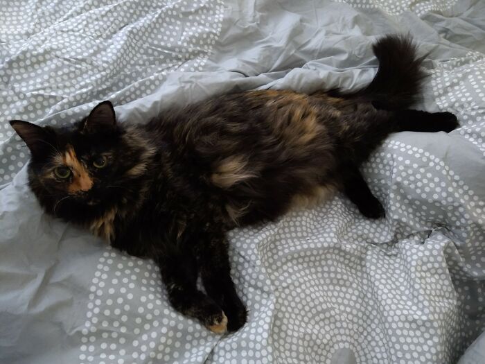 This Community For Pet Owners Helps Them To Understand If Their Pet’s Actually A Jerk (33 Examples)