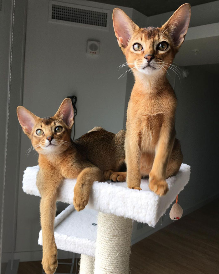 Two unique cat breeds perched on a cat tree, showcasing sleek fur and striking features.