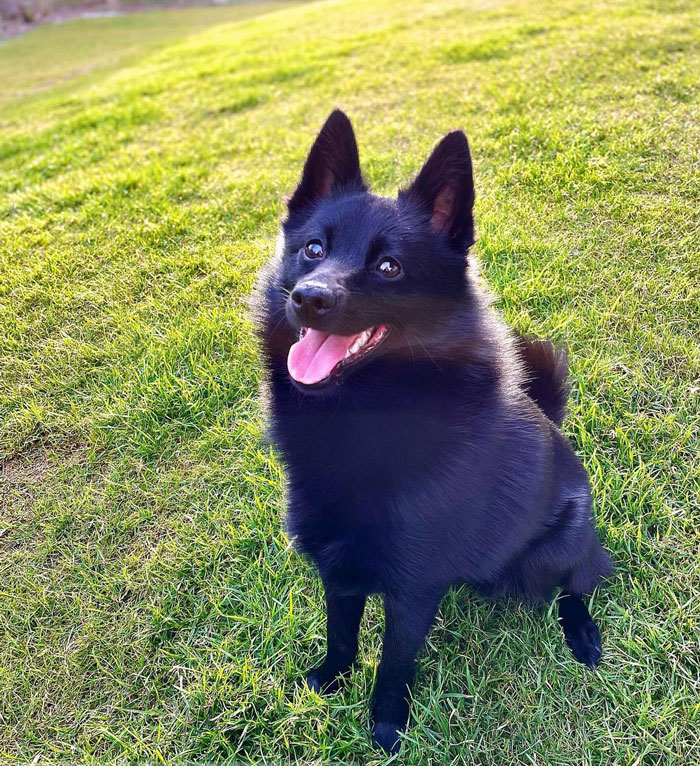 black Schipperke dog sitting on a green field