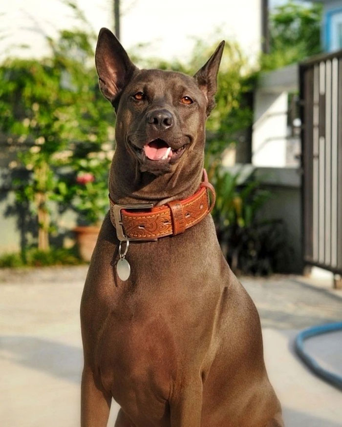 Thai Ridgeback dog with a brown collar sitting straight 
