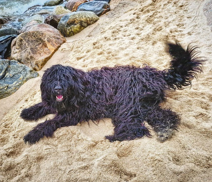big black Bergamasco Sheepdog lying on a sand shore