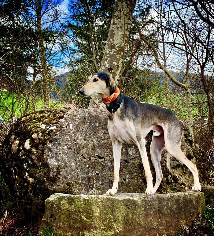 Saluki dog staying on the stone near the tree