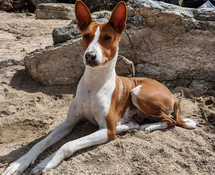 Basenji dog sitting on a sand shore near the stone