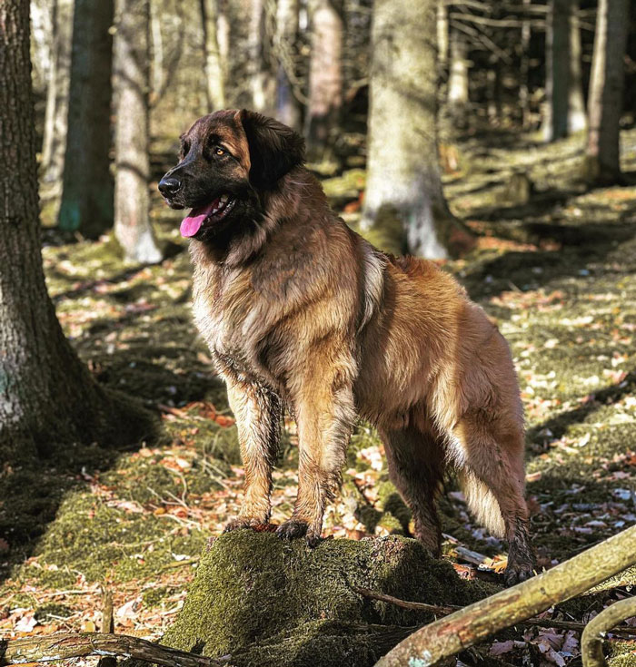 Leonberger dog staying on the stump in the forest