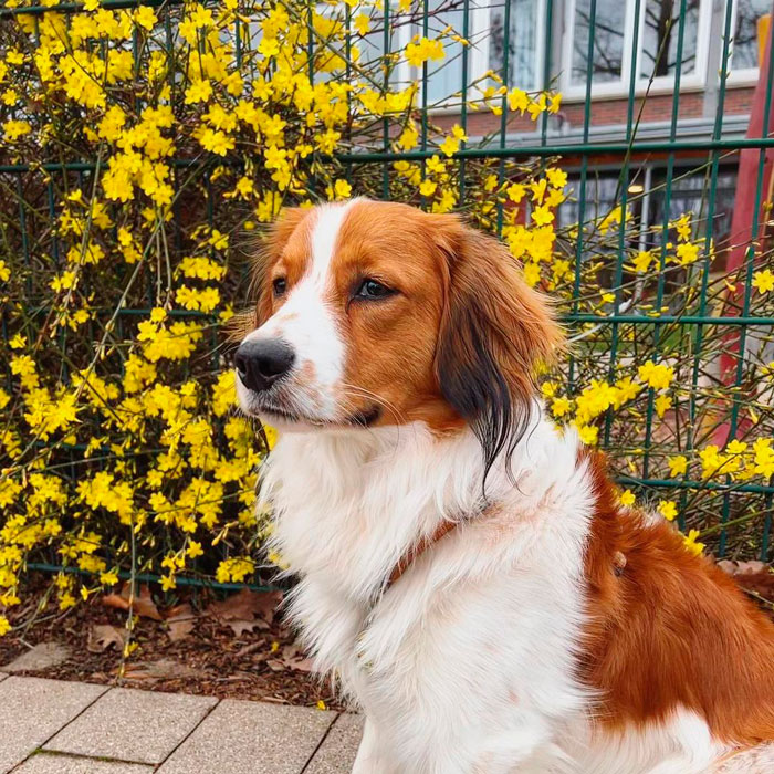 Nederlandse Kooikerhondje dog on the background of blooming with yellow flowers bush