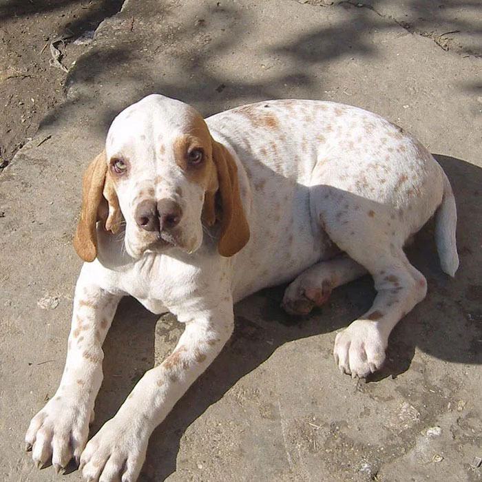 Catalburun dog lying on the asphalt