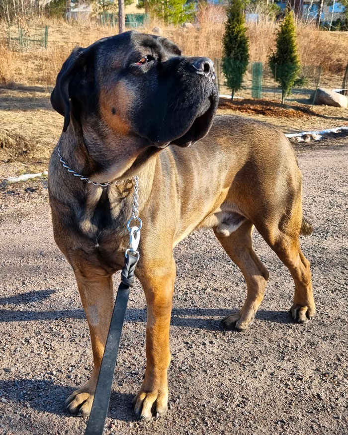 Cane Corso dog staying and looking into the distance