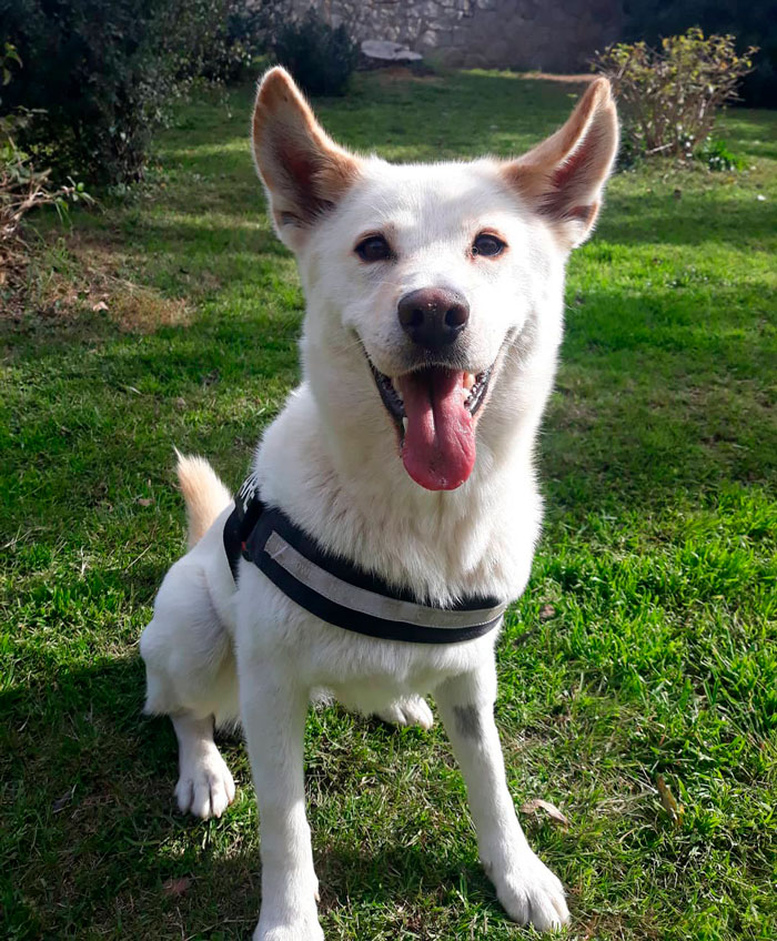 white Canaan Dog sitting on the grass with hanging its tongue out