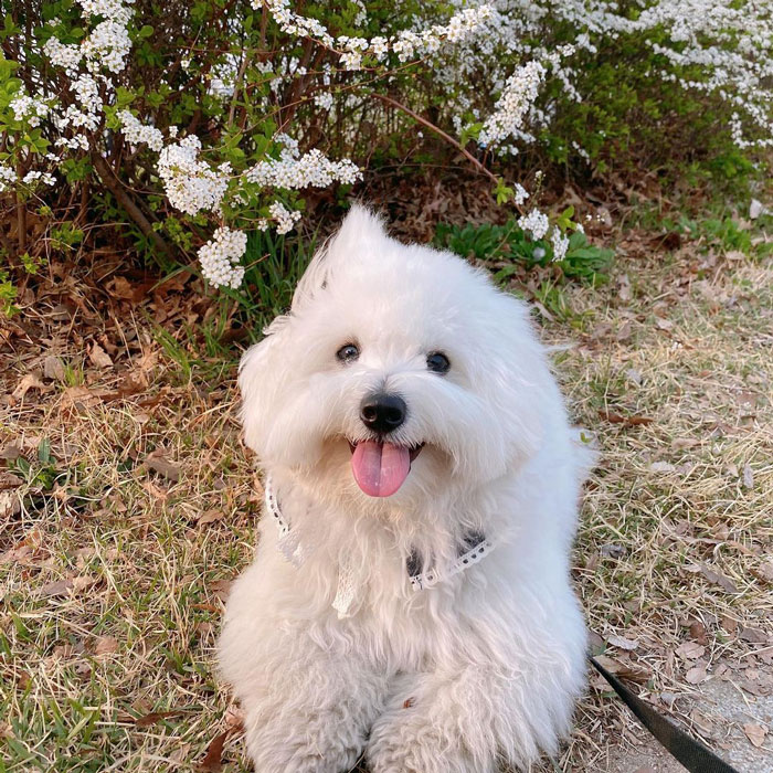 white Coton De Tulear dog sitting near a flowering bush