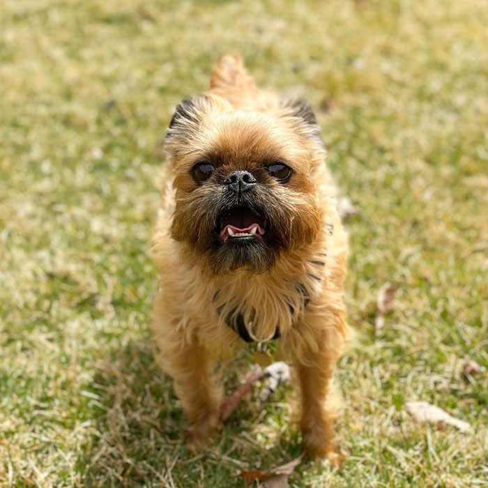 Brussels Griffon