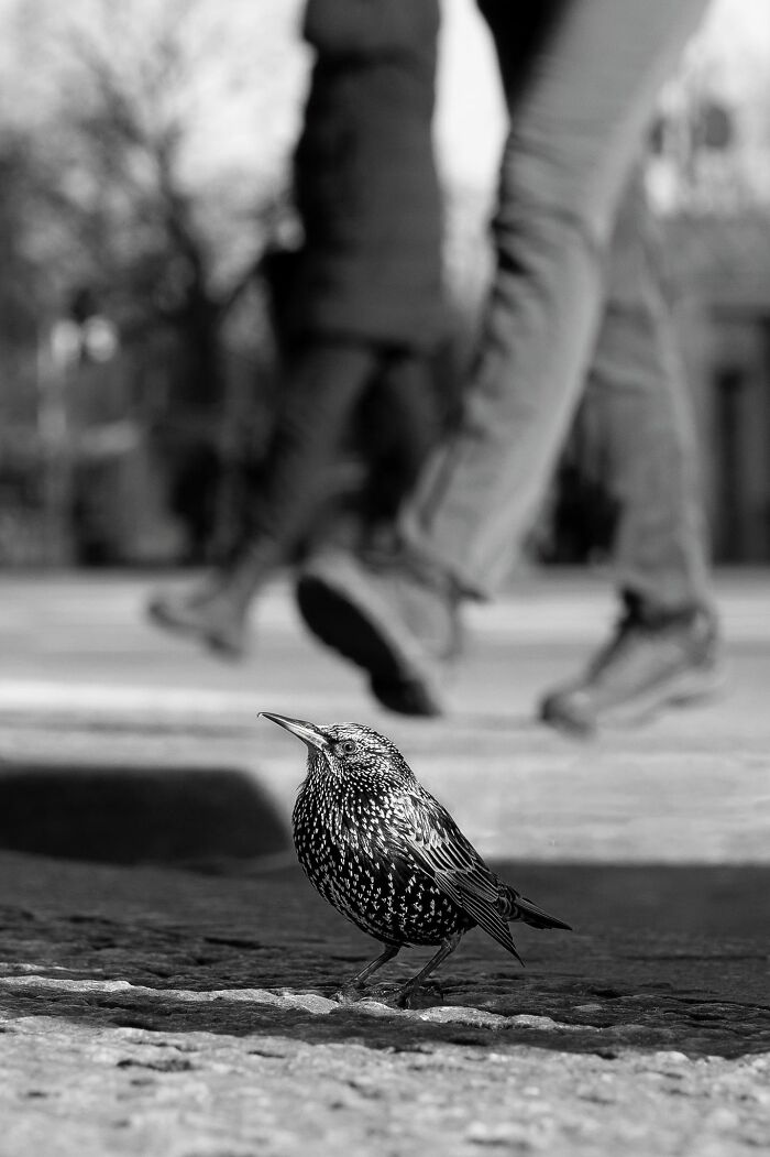 Tough Life In Street For Starling. Berlin 2023