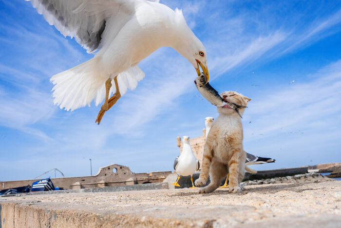 Essaouira, Morocco 2022