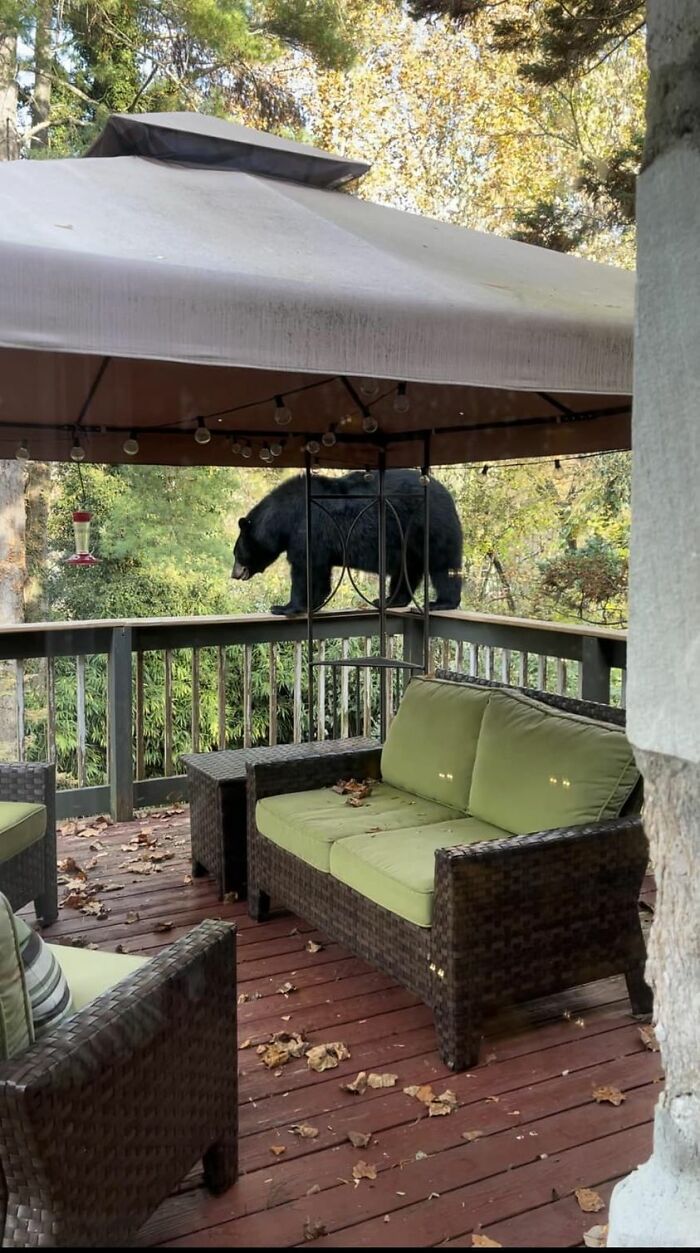 View From My Sliding Glass Door. Asheville, Nc USA