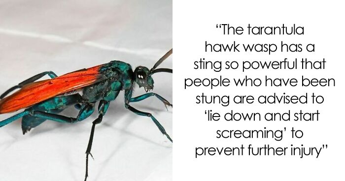 “A Woman Once Found Her Ex-Boyfriend Living In Her Attic 12 Years After Breaking Up With Him”: 50 Weird Facts Shared On This Online Page (New Pics)