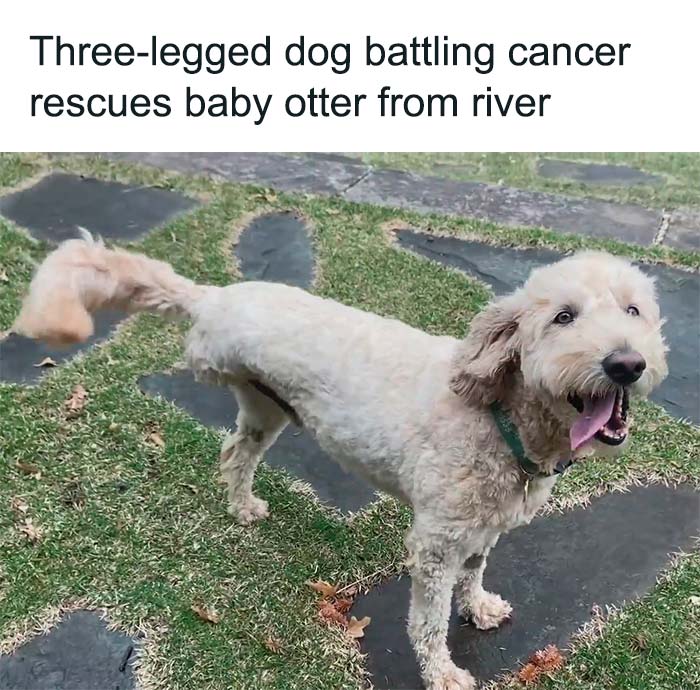 Wholesome-Pictures-Tanks-Good-News