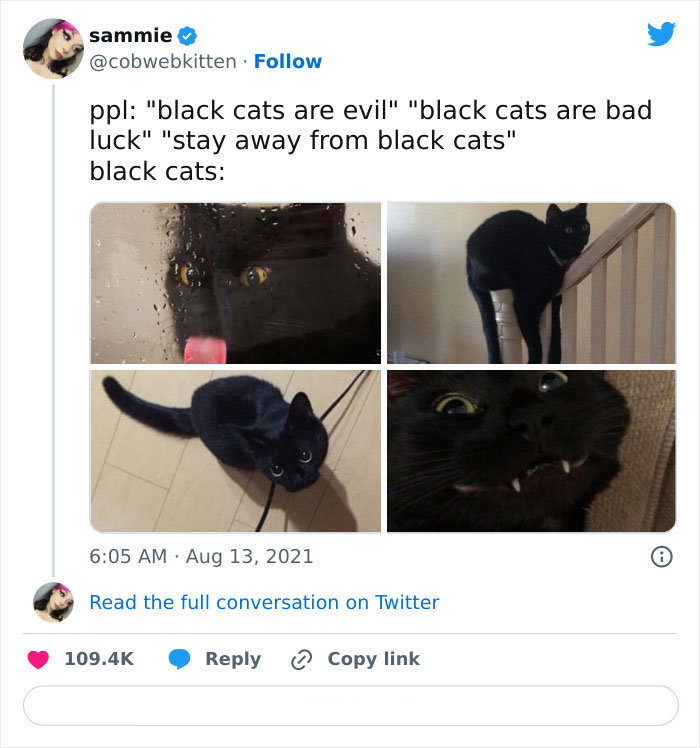 𝑡ℎ𝑒 𝑐𝑢𝑡𝑒𝑠𝑡 𝑝𝑒𝑡 𓃠♥︎