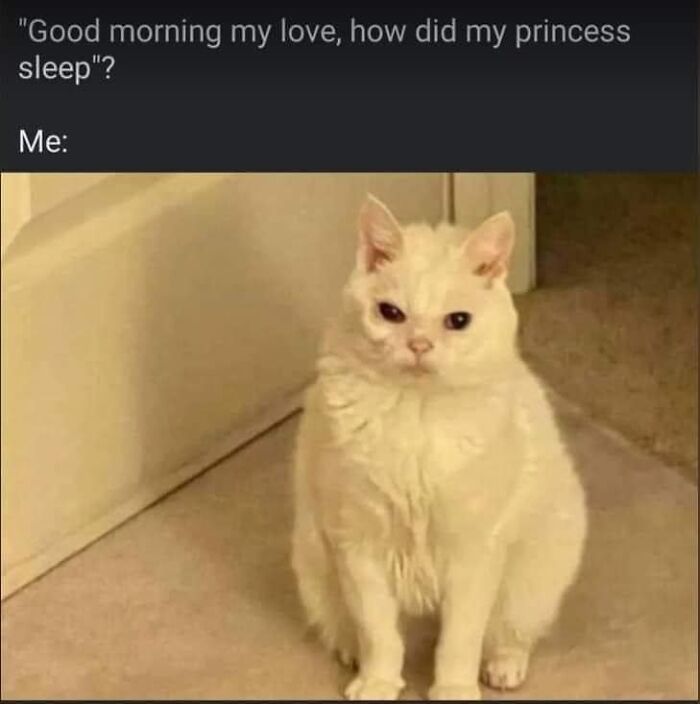 White cat meme humorously reflecting female problems with a sleepy expression.