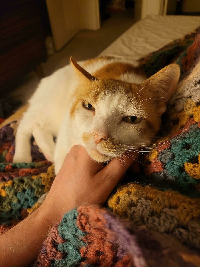 This Community For Pet Owners Helps Them To Understand If Their Pet’s Actually A Jerk (33 Examples)