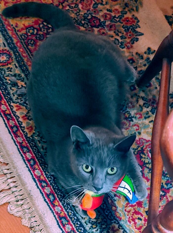 This Is My Girl Baba Yaga. She's Just Too Adorable And Hard To Say No To!