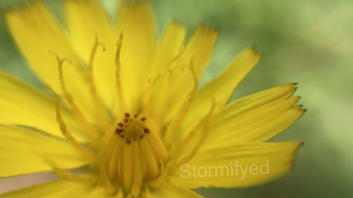 Don’t Know What It Is Except A Great Flower For Macro Photography