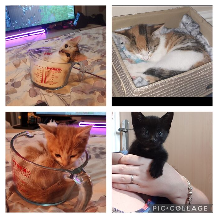 Kitten Cuteness Overload