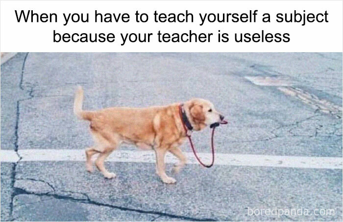 Dog humor meme about student life struggles, featuring a dog walking itself with a leash in its mouth.