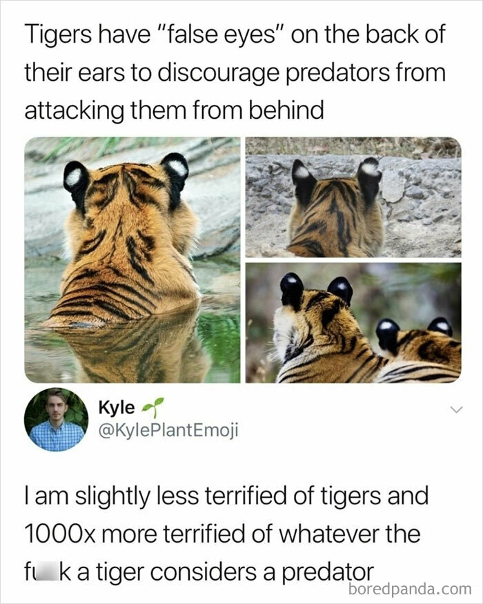 Tiger features "false eyes" on ears and humorous tweet commenting on predator deterrence tactics.