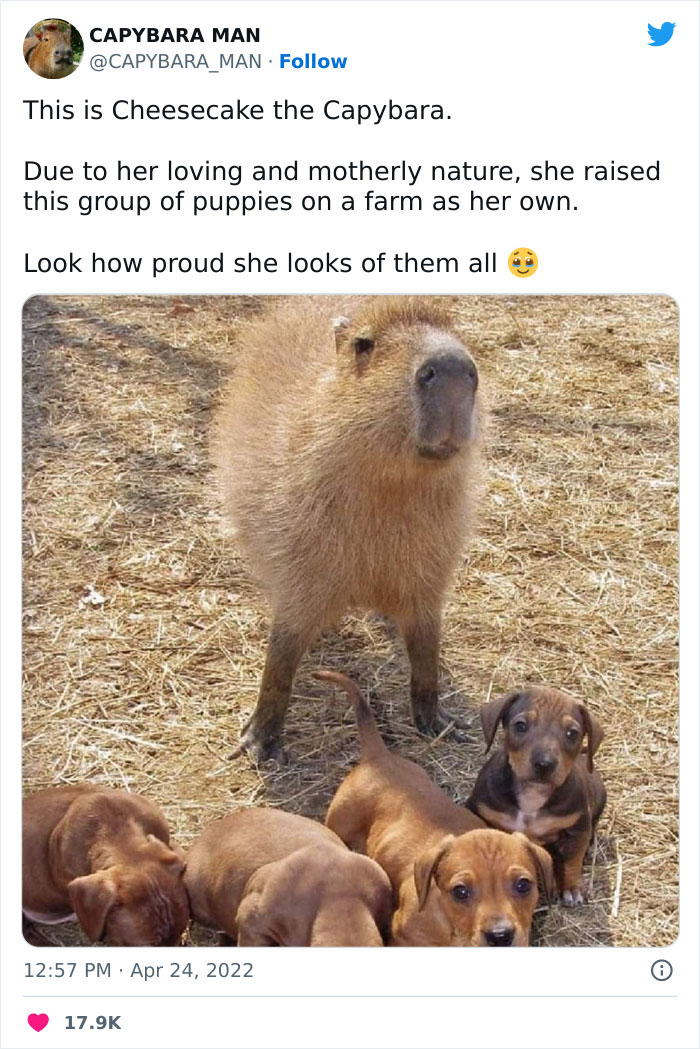 Capybara with puppies on a farm, showcasing animal humor and cuteness in a charming setting.