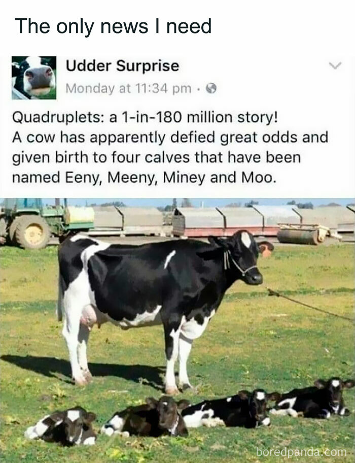 Cow with quadruplet calves named Eeny, Meeny, Miney, and Moo; a humorous animal meme about defying odds.