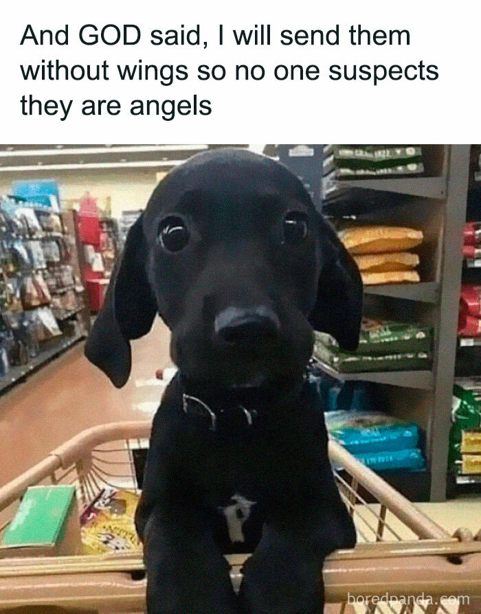 Cute black puppy in a shopping cart, adding humor to the animal meme about secret angels in disguise.