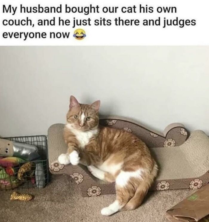 Cat lounging on tiny couch, embodying animal humor with a judging expression.