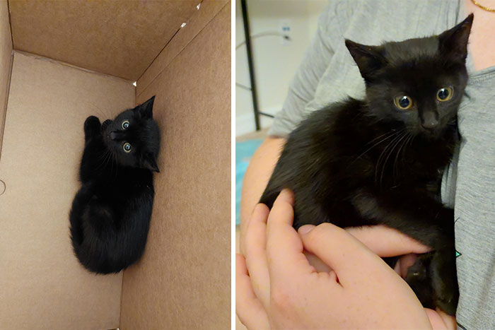 We Have A New Adoptee Joining Our Family. Reddit, Meet Olive!