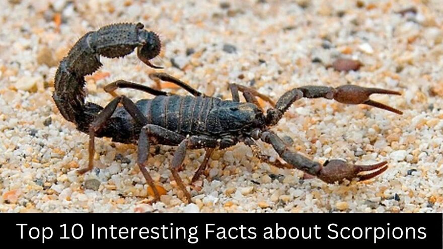 Interesting Facts About Scorpions Interesting Facts About Scorpions