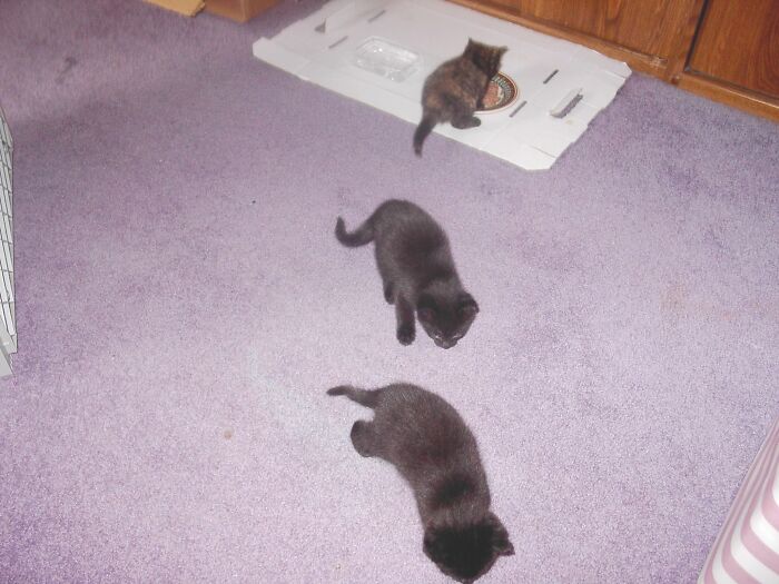 Nick, Nora, And Asta