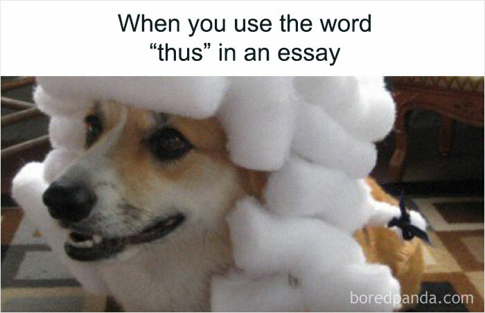 Corgi in a fluffy wig with text about using "thus" in an essay, showcasing student humor.