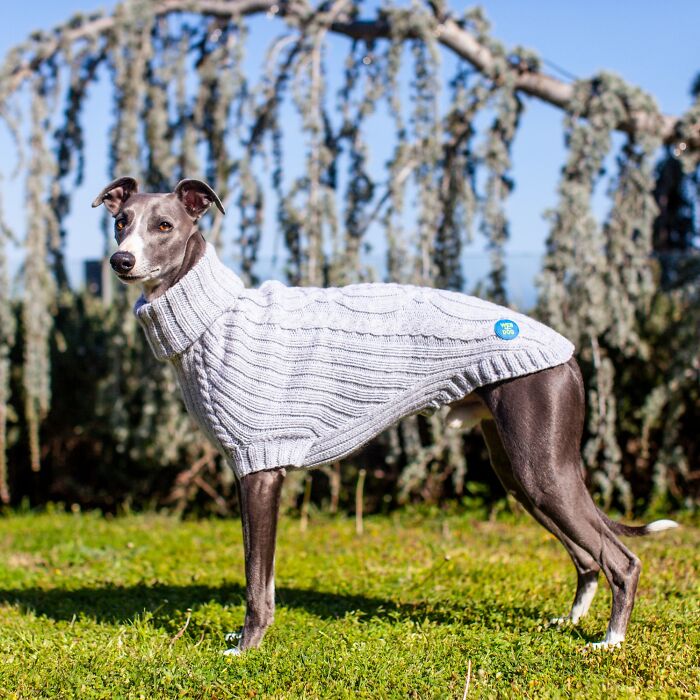 My Team Of Professionals Created 10 Stylish Outfits For Whippet Dogs