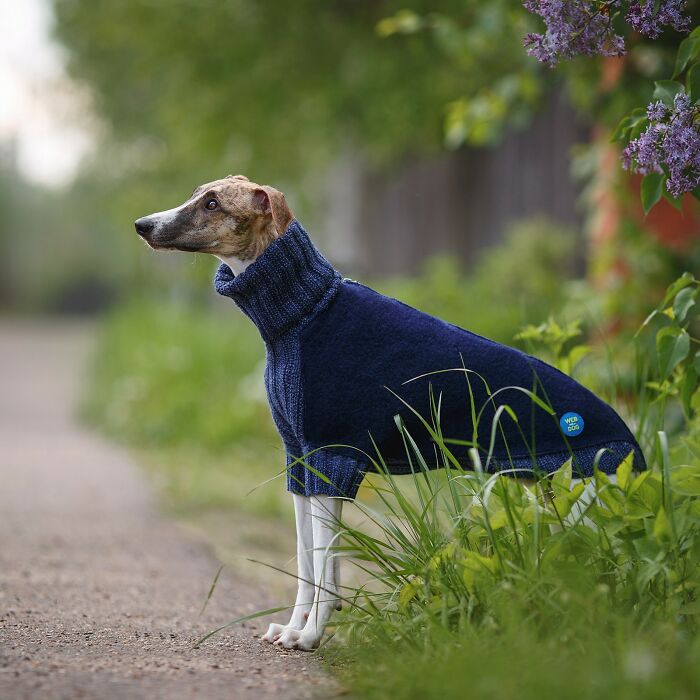 My Team Of Professionals Created 10 Stylish Outfits For Whippet Dogs