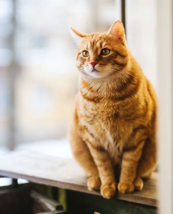 Los dueños de estas mascotas contaron las 15 situaciones más dramáticas que observaron entre ellas