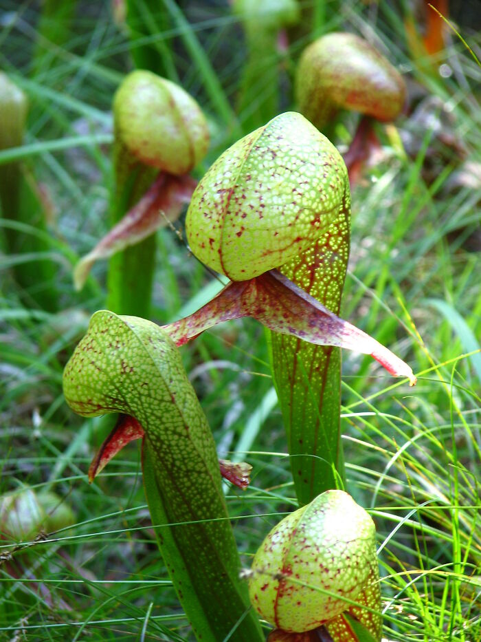 close up view of Darlingtonia Californica plant