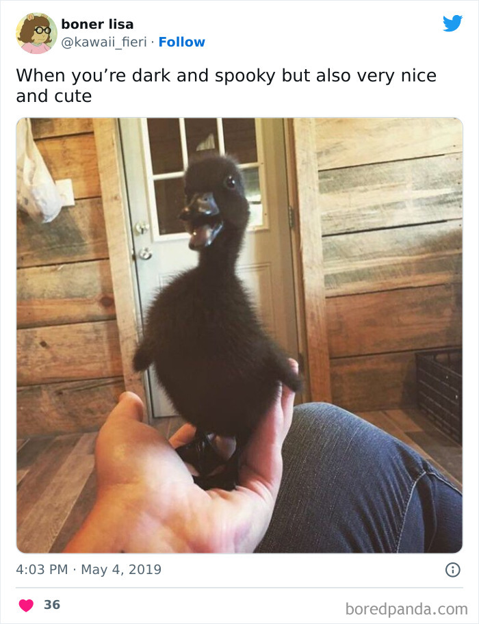 Cute duckling in a hand, humorously described as dark and spooky, blending animals and humor in a meme.