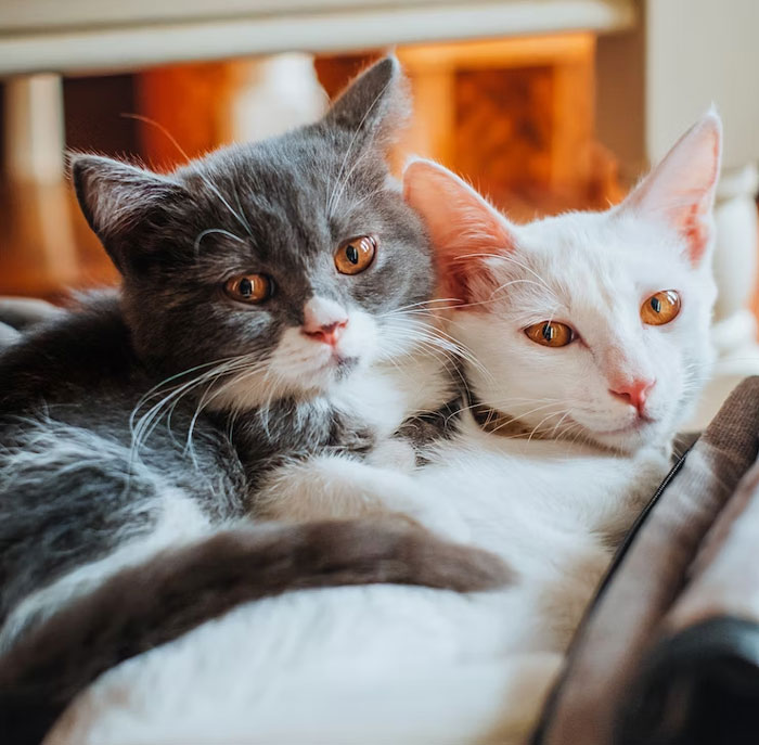 Los dueños de estas mascotas contaron las 15 situaciones más dramáticas que observaron entre ellas