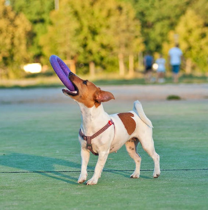 Los dueños de estas mascotas contaron las 15 situaciones más dramáticas que observaron entre ellas