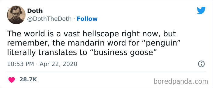 Funny tweet about Mandarin word for "penguin" meaning "business goose," blending animals and humor.