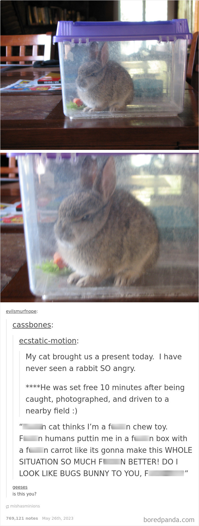 A small rabbit looks grumpy inside a plastic container, creating a humorous animal meme.