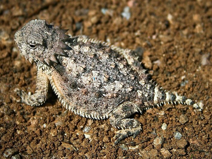 Horned Lizard sitting on sand 