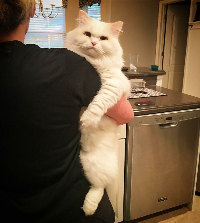 Rescued Cat Silas Surprises His Forever Family With His True Fluff Form As His Pictures Go Viral On Social Media