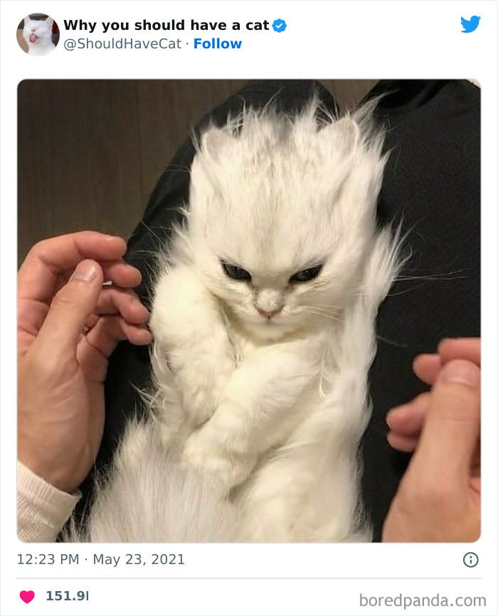 Reasons-Why-You-Should-Have-A-Cat