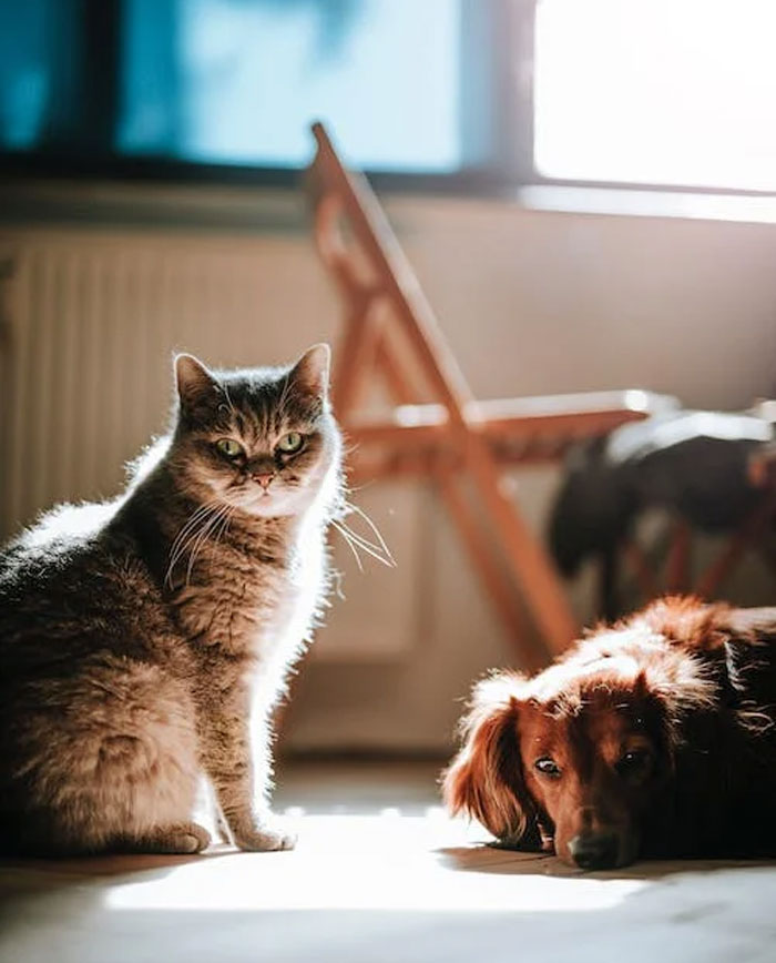 40 Owners Of Multiple Pets Share The Dramas They Get To Witness