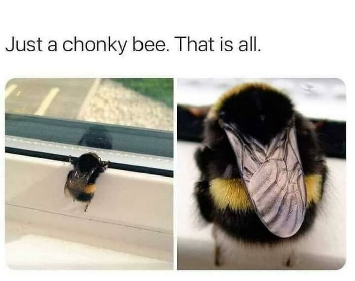 Chonky bee meme showcasing a cute, fuzzy bee on a window ledge, combining animals and humor.